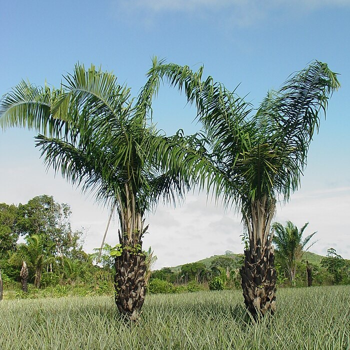 Attalea_phalerata_in_pineapple_plantation
